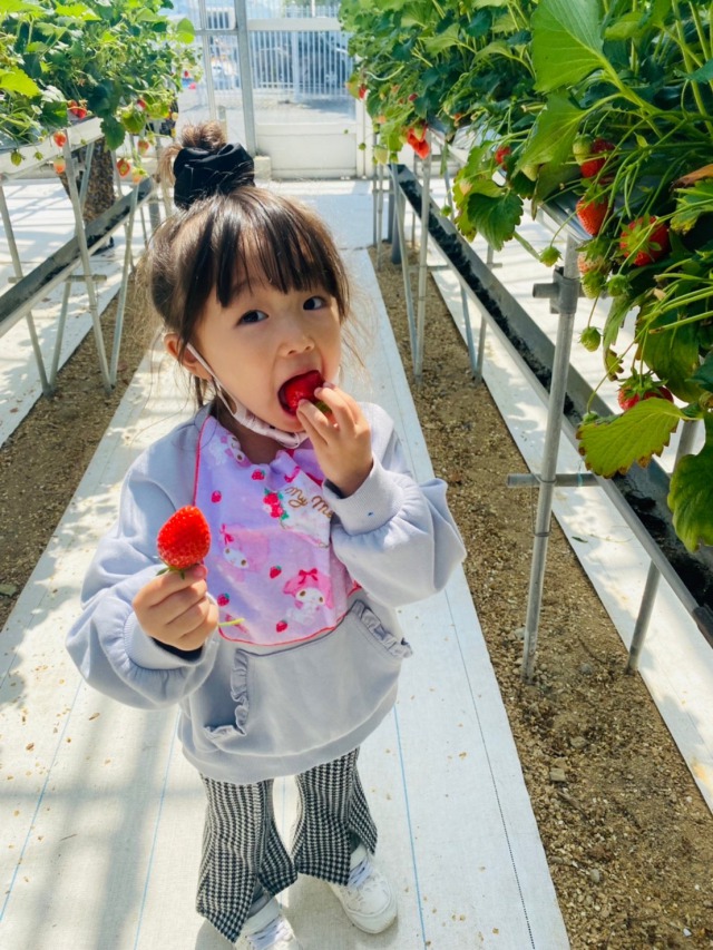 いちご狩りに行ってきたよ(^▽^)/の画像