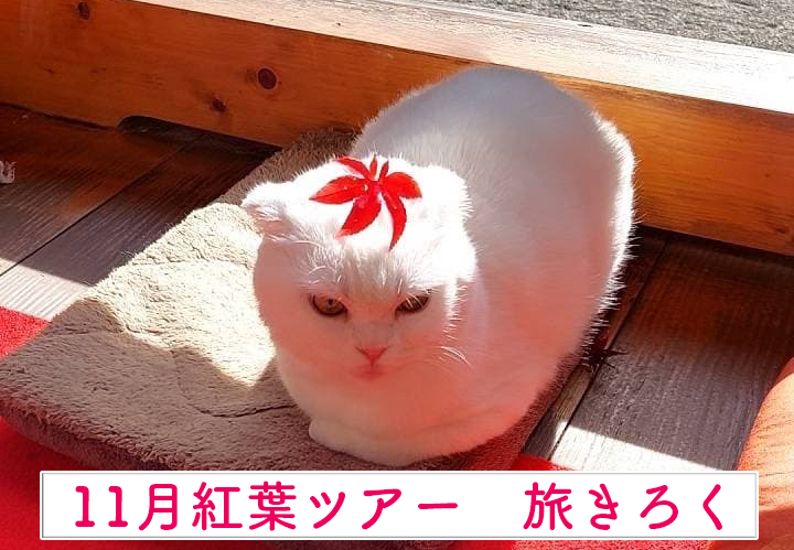 11月バス旅ツアー　旅きろくの画像
